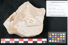 Foto (Objekt + Etikett) von Cinnamomum polymorphum Braun (NHMW-GEO-2024-0188-7934)